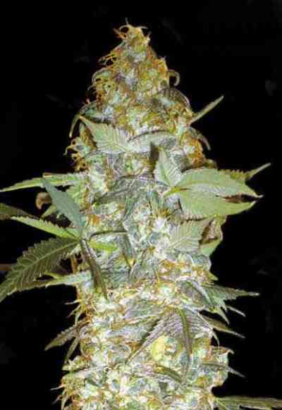 Euforia Special > Bulk Seed Bank | Feminisierte Hanfsamen  |  Hybrid