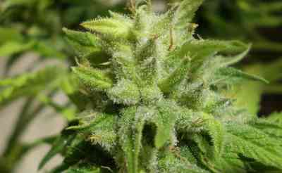 Euforia > Dutch Passion | Feminized Marijuana   |  hybrid