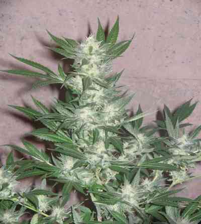 Euforia > Dutch Passion | Feminized Marijuana   |  hybrid