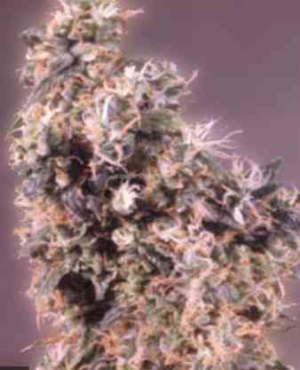 First Lady Seed > Homegrown Fantaseeds | Regular Marijuana   |  Sativa