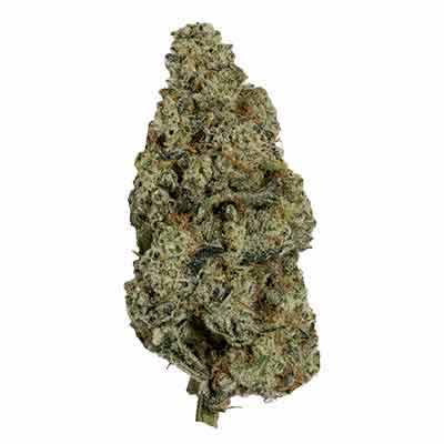 Fallout OG > White Label Seeds | Feminisierte Hanfsamen  |  Indica