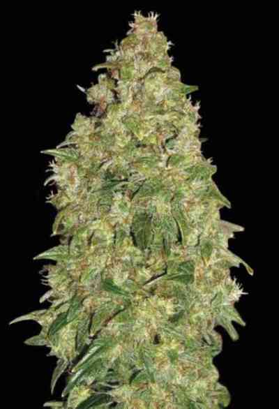 Dubai Poison > Bulk Seed Bank | Feminized Marijuana   |  Sativa