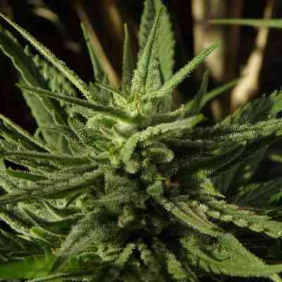 Feminized Marijuana Seeds | Indica | THC 10-15%