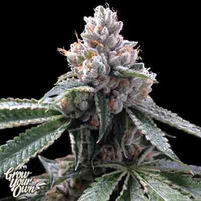 Florida Lemons Seed > Grow Your Own | Feminized Marijuana   |  hybrid