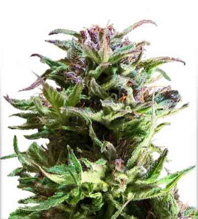 Forest Dream > Dutch Passion | Feminisierte Hanfsamen  |  Sativa