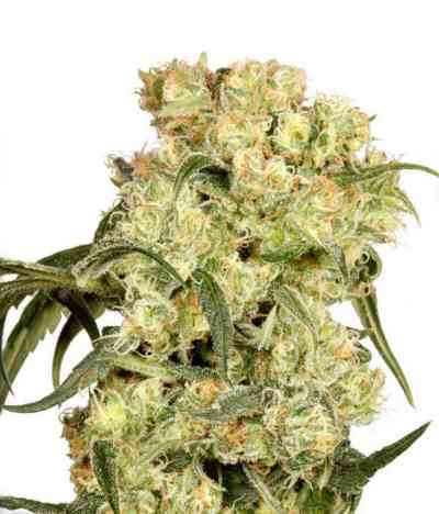 Freddy`s Best > Dutch Passion | Feminized Marijuana   |  hybrid