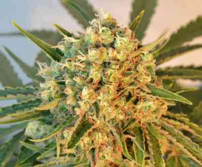 Freddy`s Best > Dutch Passion | Feminized Marijuana   |  hybrid