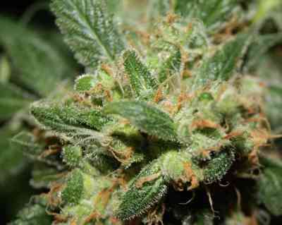 Freddy`s Best > Dutch Passion | Feminized Marijuana   |  hybrid