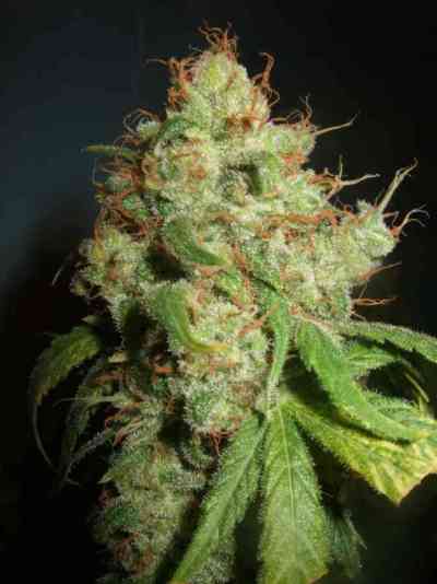 Freddy`s Best > Dutch Passion | Feminized Marijuana   |  hybrid