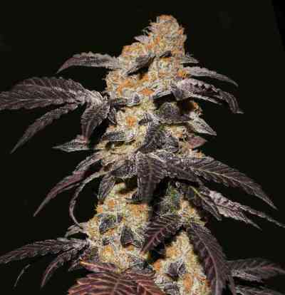 French Cookies Samen > TH Seeds | Feminisierte Hanfsamen  |  Hybrid