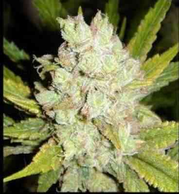 G13 Haze > Mr. Nice