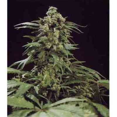 G13 Skunk > Mr. Nice