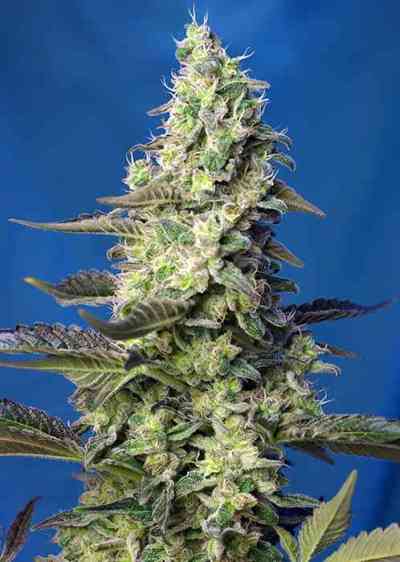 Green Poison XL Auto Samen > Sweet Seeds | Autoflowering Hanfsamen  |  Hybrid