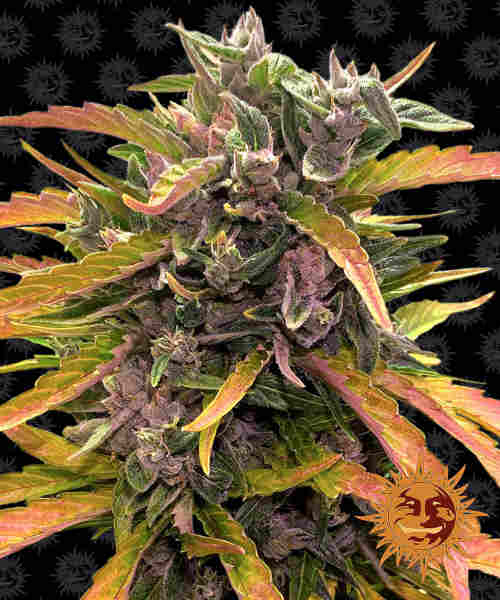 Gorilla Glue Auto strain > Barneys Farm ▷ THC > 20% !!!