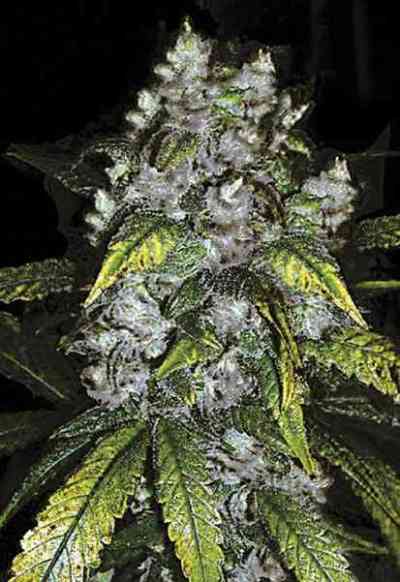 Good Wild Shark > Bulk Seed Bank | Semillas feminizadas  |  Híbrido