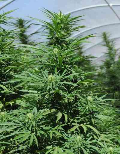 Green Crack > Humboldt Seed Organization | Feminisierte Hanfsamen  |  Hybrid