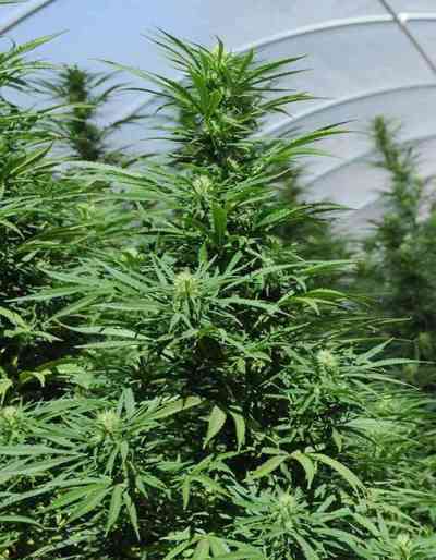 Green Crack > Humboldt Seed Organization | Feminisierte Hanfsamen  |  Hybrid