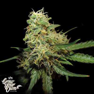 Florida Gold Samen > Grow Your Own | Feminisierte Hanfsamen  |  Indica