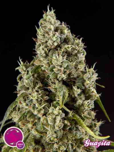 Guayita > Philosopher Seeds | Feminized Marijuana   |  hybrid