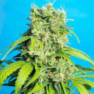 Heaven's Gate CBD > Tropical Seeds Company