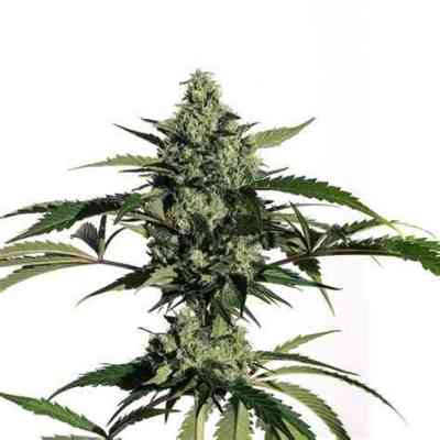 Hiydrow > Medical Marijuana Genetics