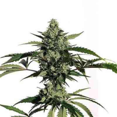 Hiydrow Samen > Medical Marijuana Genetics | Feminisierte Hanfsamen  |  Indica