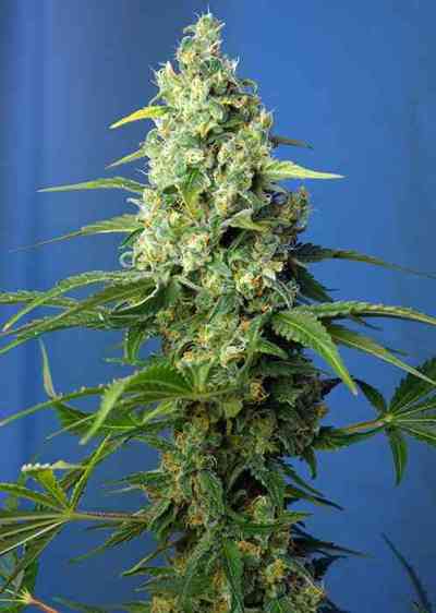 Honey Peach Auto CBD graines > Sweet Seeds | Graines Autofloraison  |  Indica