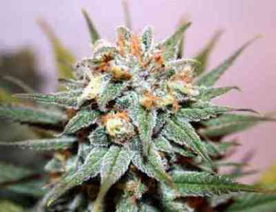 Hash Bomb > Bomb Seeds | Feminized Marijuana   |  Indica