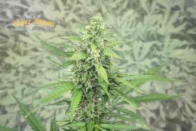 Hermana de la Noche Samen > Super Strains | Feminisierte Hanfsamen  |  Sativa