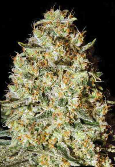 Nepal Gold > Bulk Seed Bank | Feminized Marijuana   |  Indica