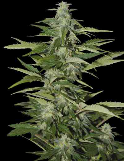 Hindiana > Seeds of Life | Autoflowering Hanfsamen  |  Indica