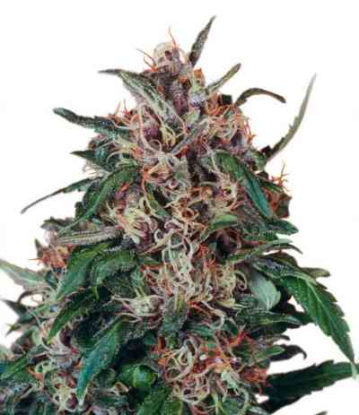 Hollands Hope > Dutch Passion | Cannabis seeds recommendations  |  TOP 10 Outdoor Strains