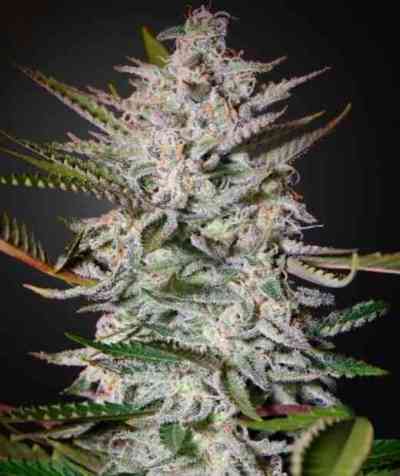 Holy Punch Seed > Green House Seed Company | Feminized Marijuana   |  Indica