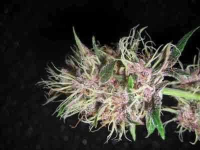 Homegrown Purple > Homegrown Fantaseeds | Regular Marijuana   |  Hybrid