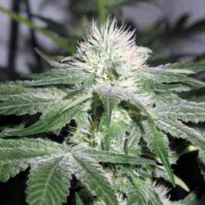 ICE Samen > Female Seeds | Feminisierte Hanfsamen  |  Hybrid