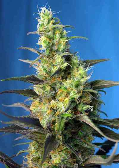 Ice Cool CBD graines > Sweet Seeds | Graines CBD  |  Sativa