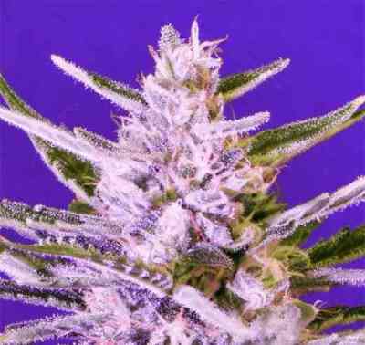 Ice Bomb > Bomb Seeds | Feminized Marijuana   |  Indica