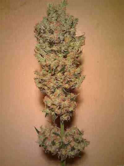 Jack Herer Seed > Homegrown Fantaseeds | Feminized Marijuana   |  Sativa