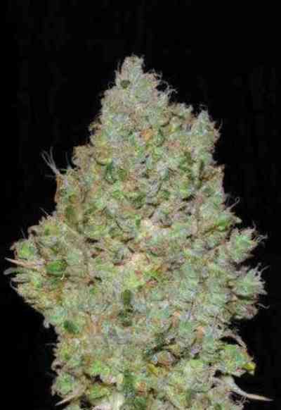 Jack Hair > Bulk Seed Bank | Feminized Marijuana   |  hybrid