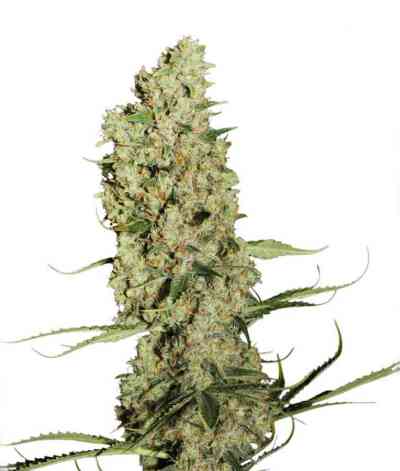 Jorge`s Diamonds #1 > Dutch Passion | Feminized Marijuana   |  Indica