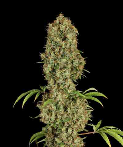 Jorge`s Diamonds #1 > Dutch Passion | Feminisierte Hanfsamen  |  Indica