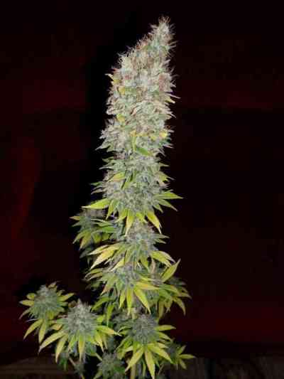 Jorge`s Diamonds #1 > Dutch Passion | Feminisierte Hanfsamen  |  Indica