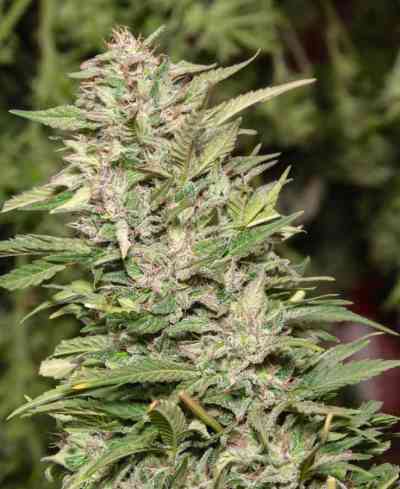 Jorge`s Diamonds #1 > Dutch Passion | Graines Féminisées  |  Indica