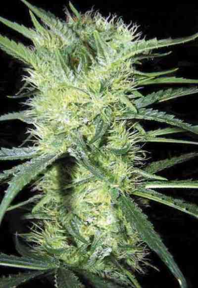 K2 > Bulk Seed Bank | Feminized Marijuana   |  Indica