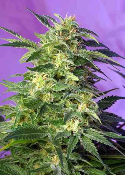 Killer Kush Auto > Sweet Seeds | Graines Autofloraison  |  Indica