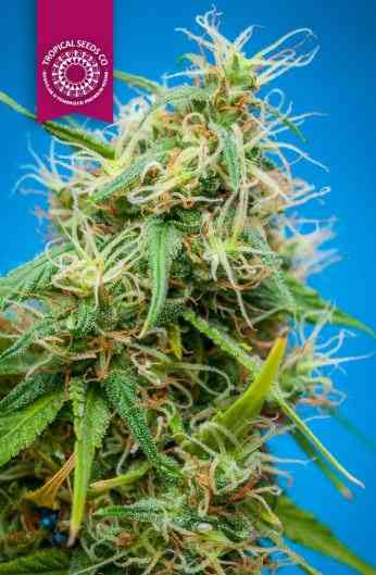 King Congo > Tropical Seeds Company | Graines Normal  |  Sativa