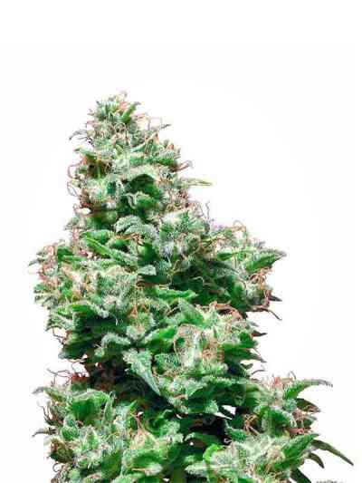 Kali Haze > White Label Seeds | Graines Normal  |  Sativa