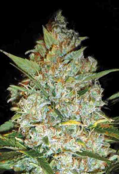 Kali\'s Mistery > Bulk Seed Bank | Semillas feminizadas  |  Sativa