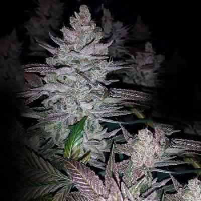 Kings Banner semilla > Dark Horse Genetics | Semillas Regulares  |  Índica