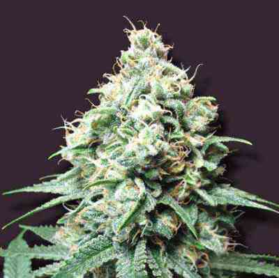 Kush Bomb > Bomb Seeds | Feminisierte Hanfsamen  |  Hybrid